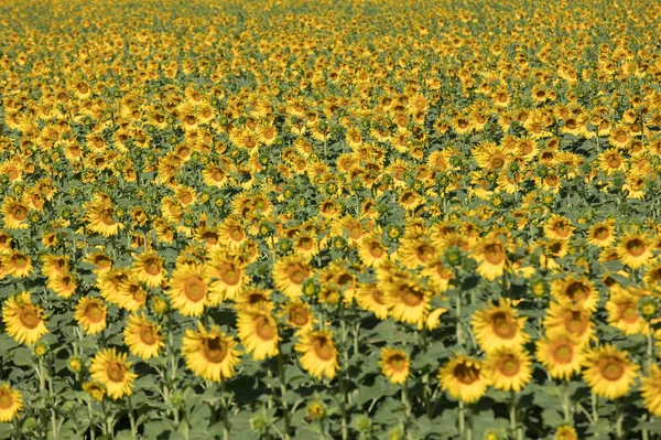 Sonnenblumenfeld Bei Arles Der Provence Frankreich — Stockfoto