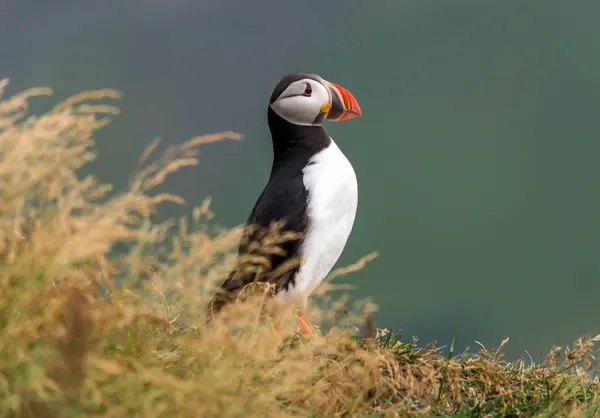 Atlantický Puffin Také Známý Jako Obyčejný Puffin — Stock fotografie