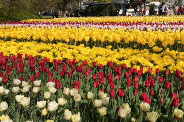Lisse, Hollanda - 19 Nisan 2017: Lisse, Hollanda, Hollanda Keukenhof bahçesinde renkli çiçekler.