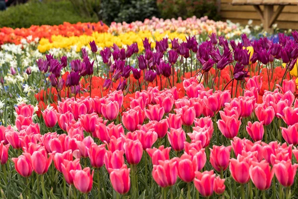 Colorful Tulips Flowers Blooming Garden — Stock Photo, Image