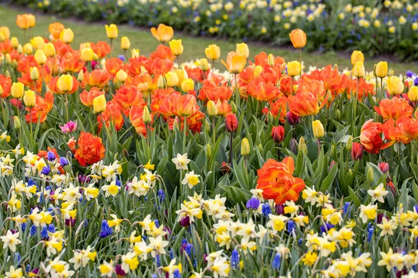 Bunte Tulpen Narzissen Und Hyazinthen Blühen Garten — Stockfoto