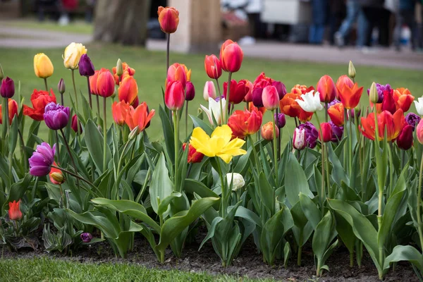 Kleurrijke Tulpen Bloemen Bloeien Een Tuin — Stockfoto