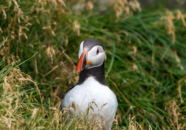 Puffin Atlantycki Znany Również Jako Pospolity Puffin — Zdjęcie stockowe