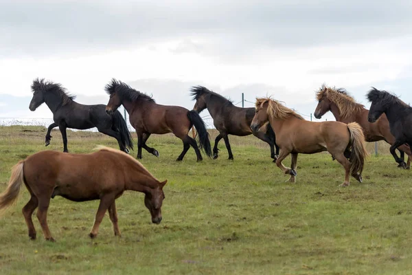 Een Kudde Ijslandse Paarden Een Weiland Ijsland — Stockfoto