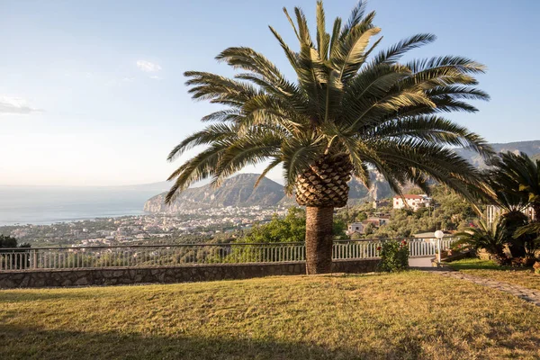 Palmboom Met Golf Van Napels Vesuvius Achtergrond — Stockfoto