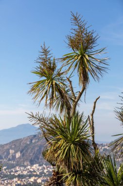 Napoli Körfezi ve Vesuvius palmiye ağacı içinde belgili tanımlık geçmiş