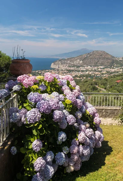 Hortensia Floreciente Con Golfo Nápoles Vesubio Fondo — Foto de Stock