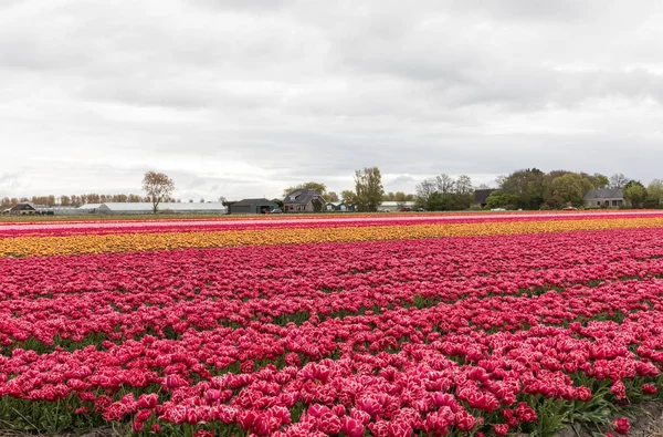 Pola Tulipanów Bollenstreek Holandia Południowa Holandia — Zdjęcie stockowe