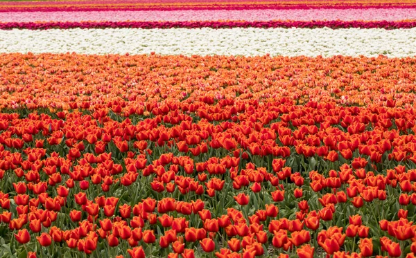 Tulipánová Pole Bollenstreek Jižní Holandsko Nizozemsko — Stock fotografie