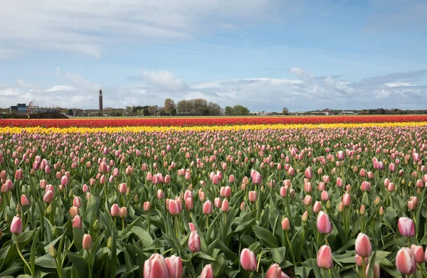 Lale Alanları Bollenstreek Güney Hollanda Hollanda — Stok fotoğraf