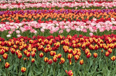 Lale alanları Bollenstreek, Güney Hollanda, Hollanda 