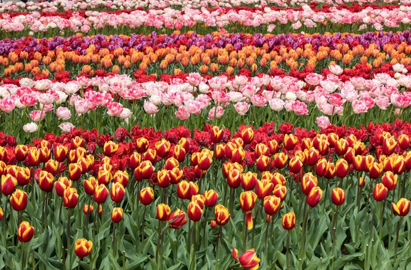 Campos Tulipanes Del Bollenstreek Holanda Meridional Países Bajos —  Fotos de Stock