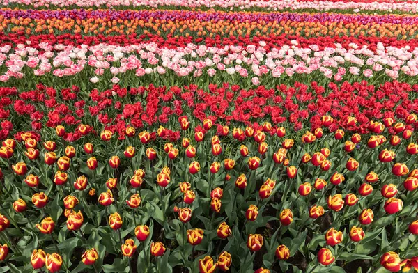 Tulipánová Pole Bollenstreek Jižní Holandsko Nizozemsko — Stock fotografie