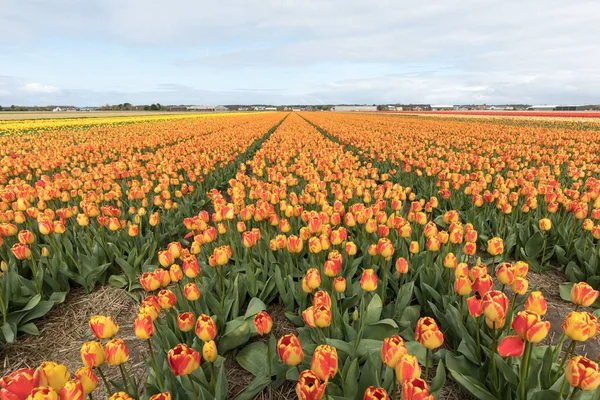 Campos Tulipas Bollenstreek Holanda Sul Países Baixos — Fotografia de Stock