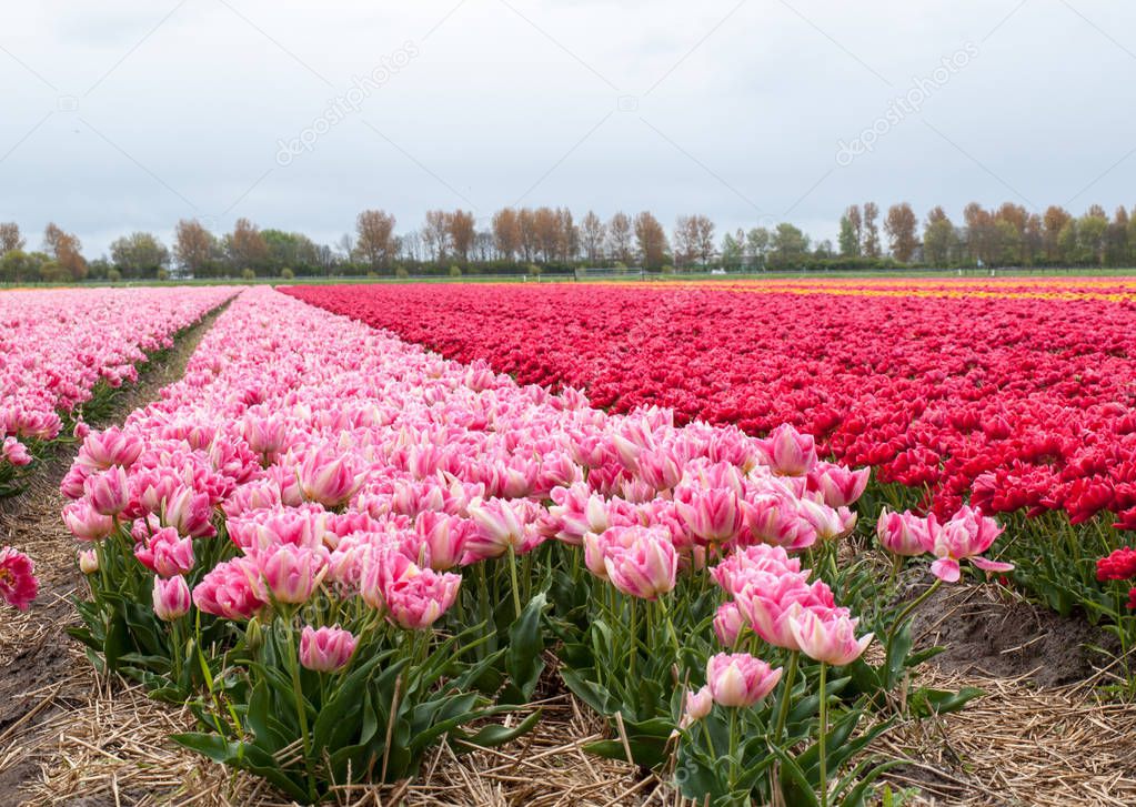 Tulip fields of the Bollenstreek, South Holland, Netherlands 