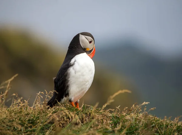 Atlanti Puffin Más Néven Közönséges Puffin — Stock Fotó