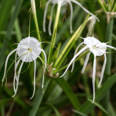 Bir Perulu nergis ya da plaj örümcek zambak, Hymenocallis littoralis, çiçekli süs soğanlı bitki
