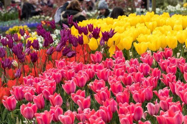 Bunte Tulpenblumen Blühen Einem Garten — Stockfoto