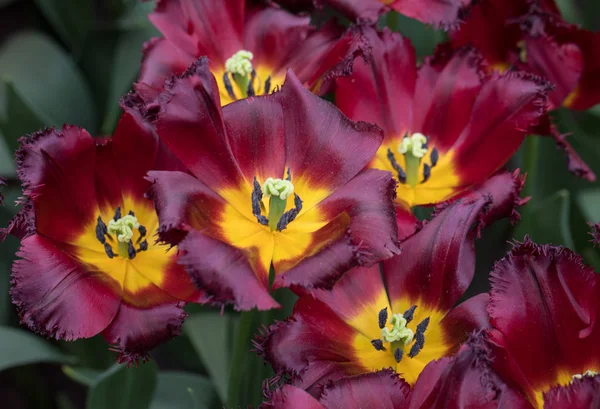 Botanické Tulipány Kvetoucí Zahradě — Stock fotografie