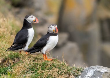 Atlantik martısı, bilinen adıyla martı. 