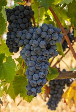 asma olgun kırmızı üzüm kümelerde