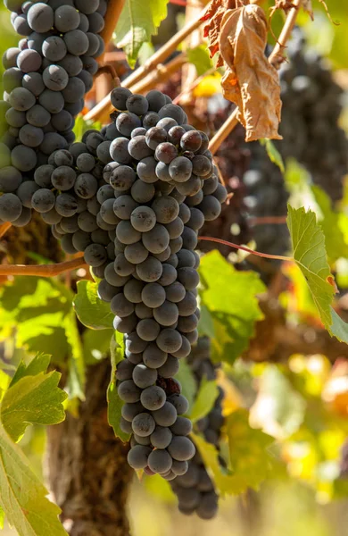 Dojrzałych Czerwonych Winogron Klastrów Winorośli — Zdjęcie stockowe