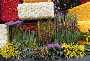 Noordwijkerhout, Hollanda - 21 Nisan 2017: Platform ile Lale ve sümbül sırasında geleneksel çiçek geçit törenini Bloemencorso Noordwijk üzerinden Hollanda'da Haarlem. 