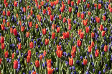 Kırmızı lale ve bir parkta blooming mavi sümbül