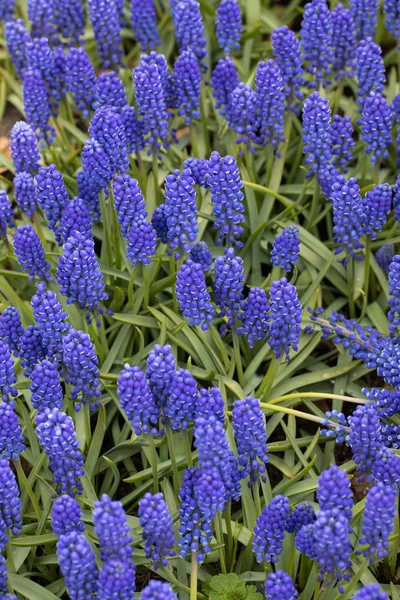 Abstrakt Bakgrund Närbild Blå Hyacinter Blommor — Stockfoto