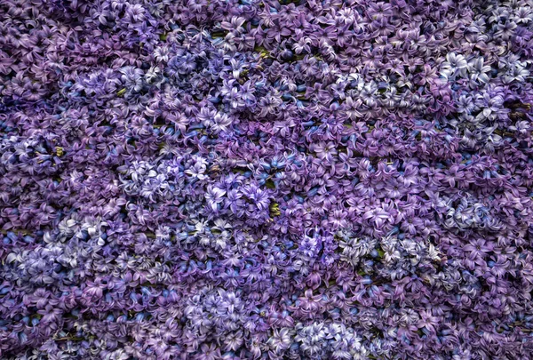 Абстрактный Фон Крупный План Фиолетовых Цветов Гиацинтов — стоковое фото