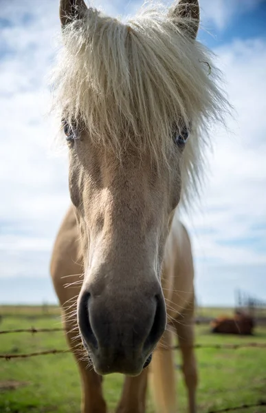 Izlandi Közelsége Egy Izlandi Legelőn — Stock Fotó