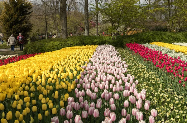 Lisse, Hollanda - 19 Nisan 2017: Lisse, Hollanda, Hollanda Keukenhof bahçesinde renkli çiçekler.