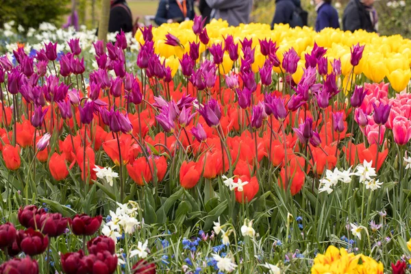 renkli Lale ve bir bahçede çiçek açan nergis