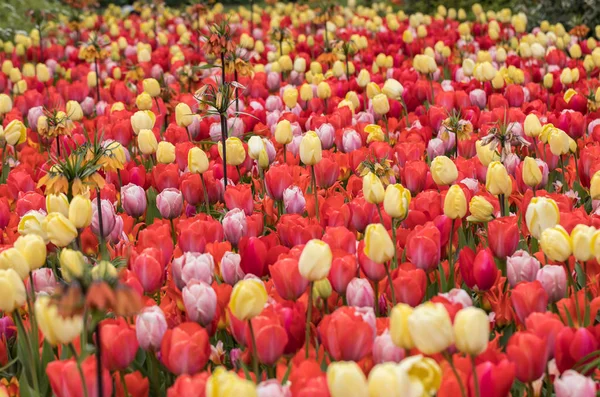 Fritillaria Imperialis Fleurs Tulipes Colorées Fleurissant Dans Une Garde — Photo