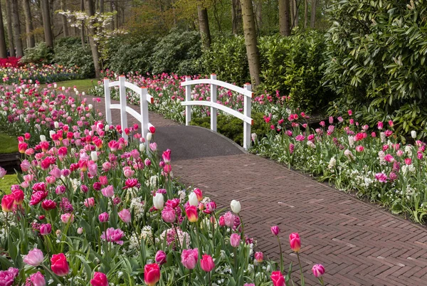 Parkta Blooming Renkli Lale Arasında Romantik Yol — Stok fotoğraf