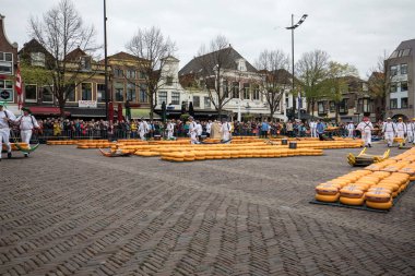 Alkmaar, Hollanda - 21 Nisan 2017: Alkmaar, Hollanda ünlü Hollandalı peynir pazarında birçok peynir ile yürüyüş uçak gemisi. Waagplein Meydanı'nda olay olur. 