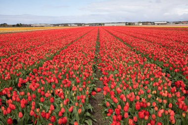 Lale alanları Bollenstreek, Güney Hollanda, Hollanda 