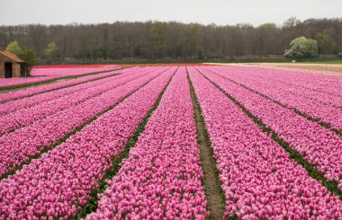 Pembe Lale alanları Bollenstreek, Güney Hollanda, Hollanda 