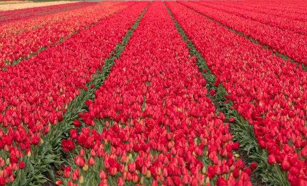 Pola Tulipanów Bollenstreek Holandia Południowa Holandia — Zdjęcie stockowe