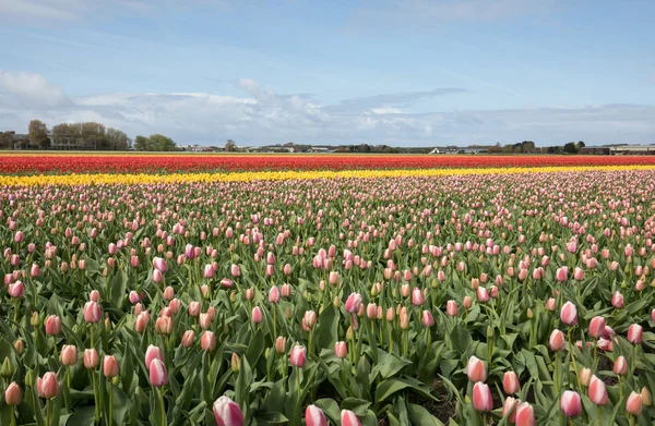 Lale Alanları Bollenstreek Güney Hollanda Hollanda — Stok fotoğraf