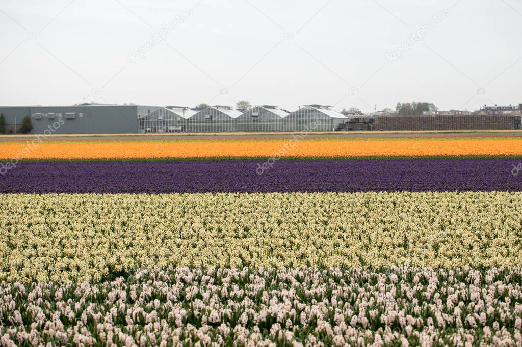 Tulip and hyacinth  fields of the Bollenstreek, South Holland, Netherlands 