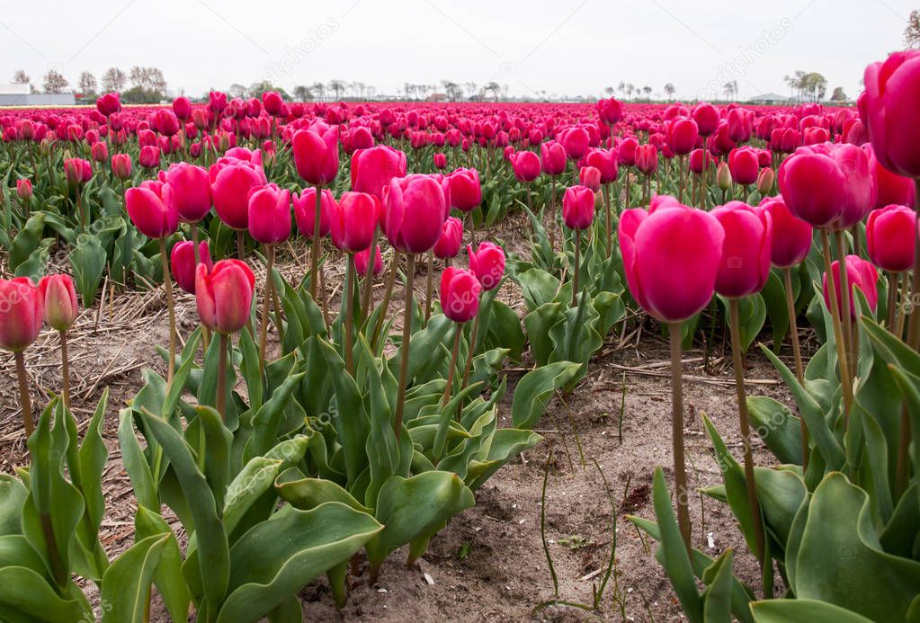 Tulip fields of the Bollenstreek, South Holland, Netherlands 