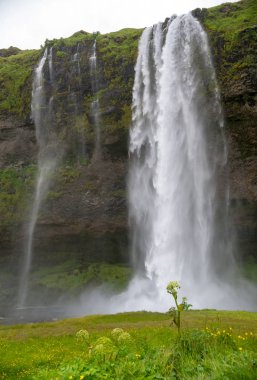 İzlanda'nın güney kıyılarında şelale Seljalandsfoss.