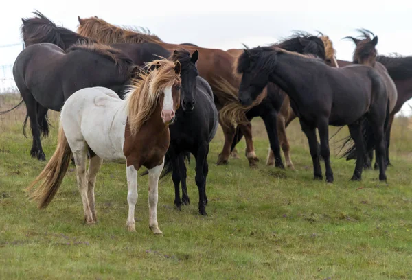 Troupeau Chevaux Islandais Dans Pâturage Islande — Photo