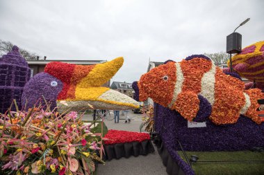 Noordwijkerhout, Hollanda - 21 Nisan 2017: Platform ile Lale ve sümbül sırasında geleneksel çiçek geçit törenini Bloemencorso Noordwijk üzerinden Hollanda'da Haarlem. 