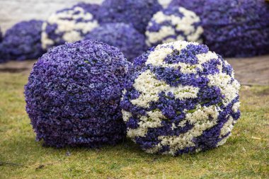  Sümbül geleneksel çiçekler için yapılmış topları Bloemencorso Noordwijk Haarlem Hollanda için geçit töreni