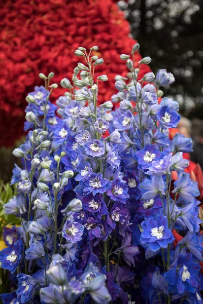 Florisztikai Dekorációk Hagyományos Virág Parádé Bloemencorso Noordwijk Haarlem Hollandia — Stock Fotó