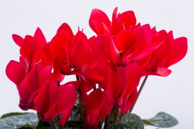  Beyaz arka plan üzerinde izole Farsça Siklamen çiçeği