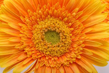 Beyaz arka plan üzerinde ince turuncu gerbera çiçekleri