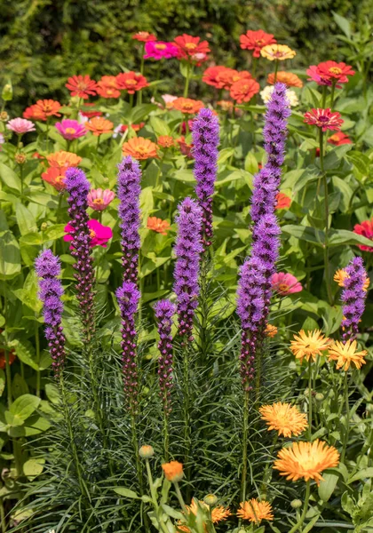 Liatris Spicata Květiny Letní Zahradě — Stock fotografie